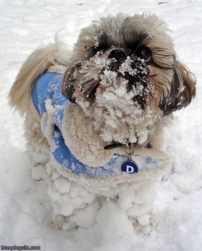 Холод собачий: ТОП-20 собак у зимовому одязі - фото 17