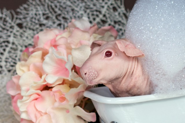 Як лиса морська свинка приймає ванну (18+, ФОТО) - фото 2