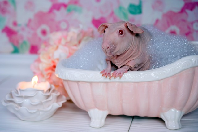 Як лиса морська свинка приймає ванну (18+, ФОТО) - фото 1