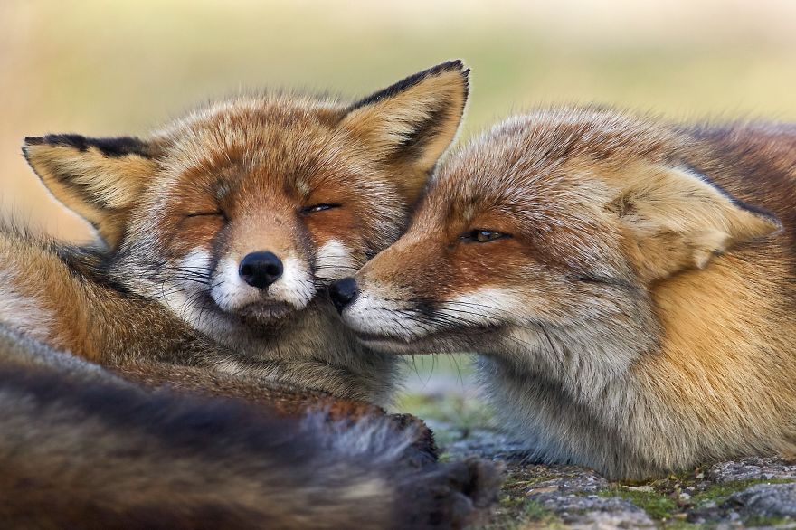 Емоційні лисички з Нідерландів підкорюють Мережу - фото 5