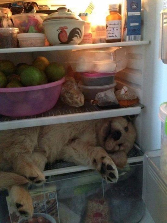 Як смішно домашні тварини рятуються від спеки у холодильнику - фото 6