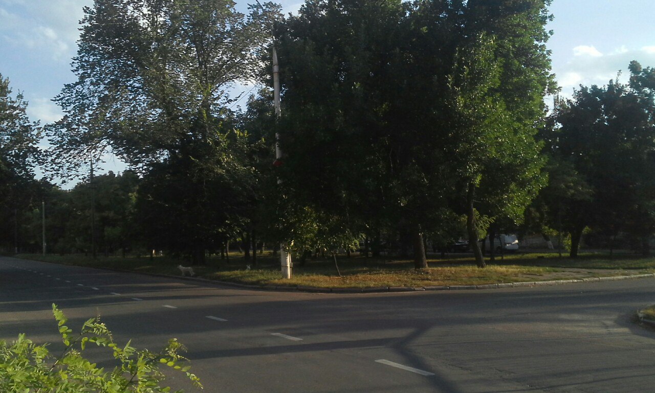 У Миколаєві ліани заплели дорожні знаки - фото 1