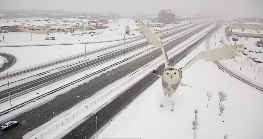 Як камера спостереження заскочила неймовірно чудову снігову сову  - фото 3