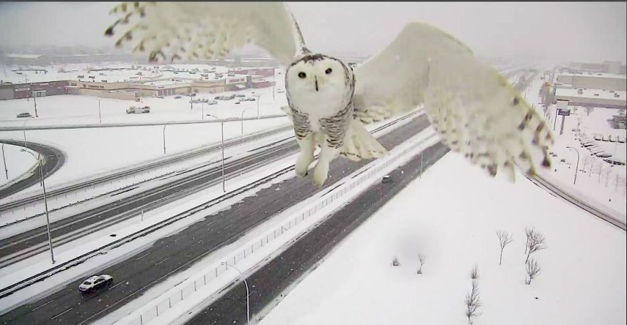 Як камера спостереження заскочила неймовірно чудову снігову сову  - фото 1