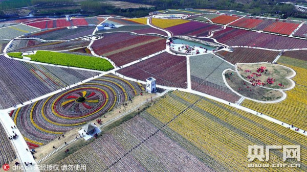 У Китаї розквітли мільйони тюльпанів  - фото 2