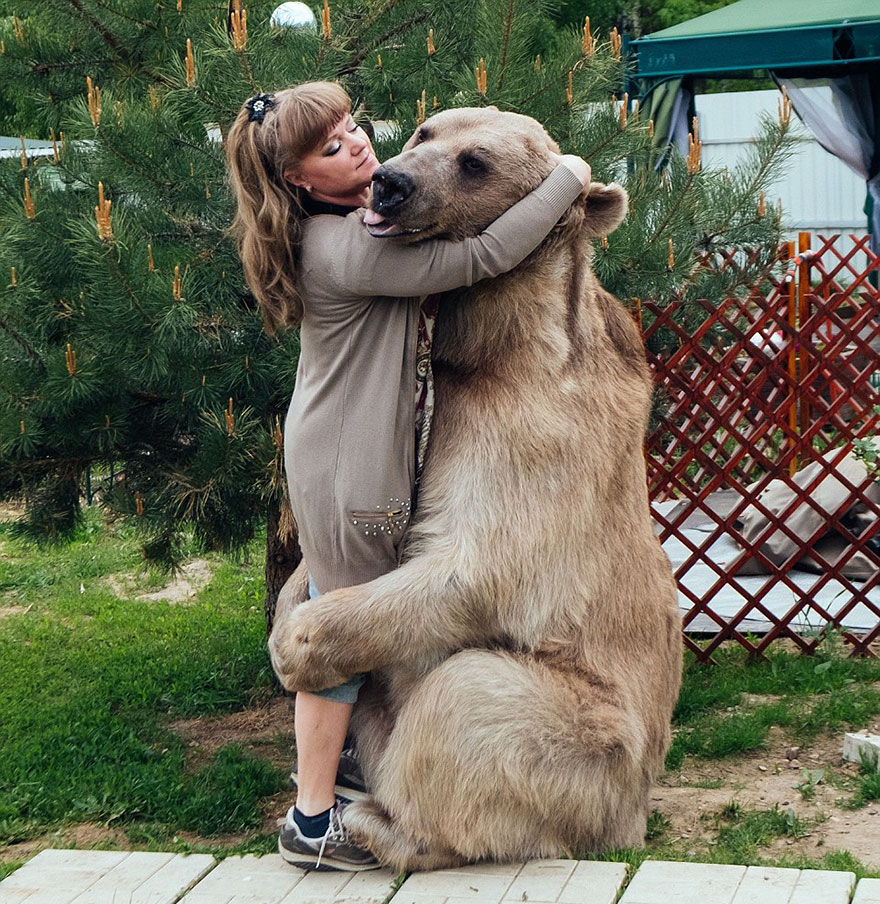 Як ведмідь розкошує в будинку у Москві - фото 4
