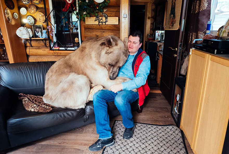 Як ведмідь розкошує в будинку у Москві - фото 3