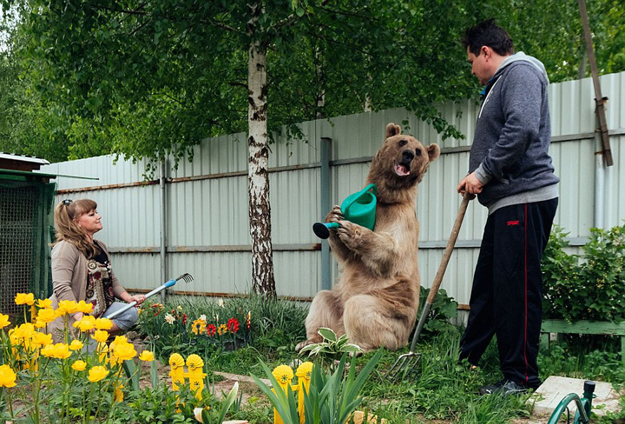 Як ведмідь розкошує в будинку у Москві - фото 1