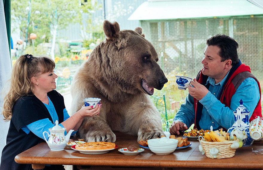 Як ведмідь розкошує в будинку у Москві - фото 5