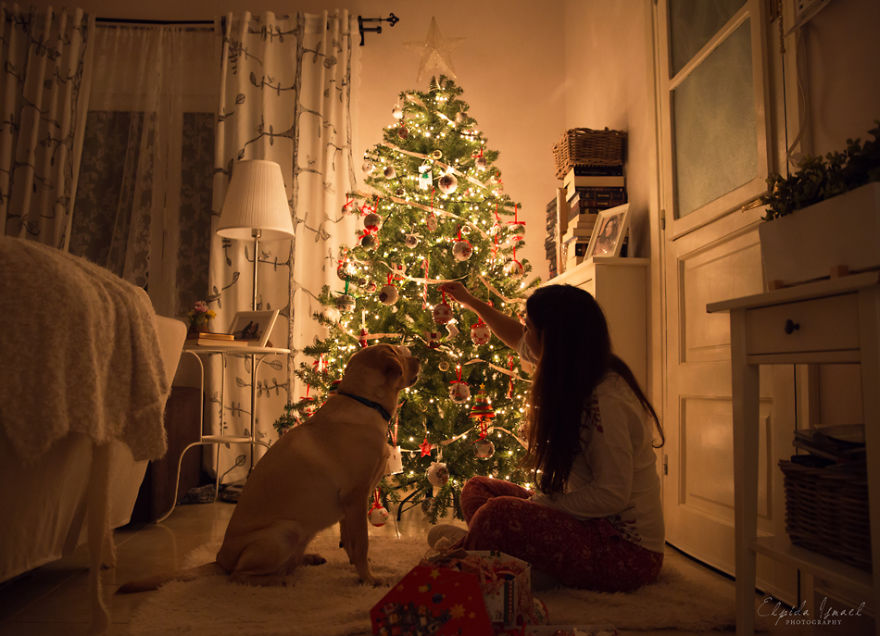 Як виглядає Різдво з милим лабрадором  - фото 10
