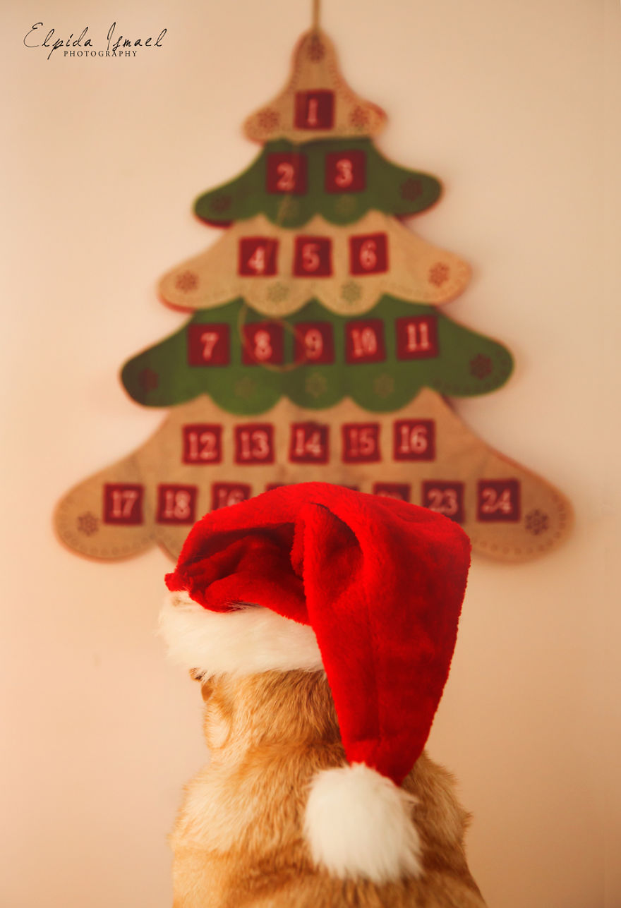 Як виглядає Різдво з милим лабрадором  - фото 7