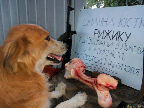 Чим займаються на Донбасі найкращі друзі бійців АТО - 2 - фото 1