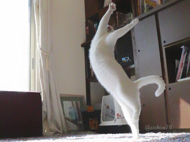 Білий кіт, який танцює балет, поки ніхто не бачить, підірвав мережу  - фото 5