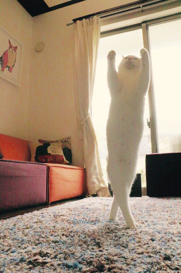 Білий кіт, який танцює балет, поки ніхто не бачить, підірвав мережу  - фото 6