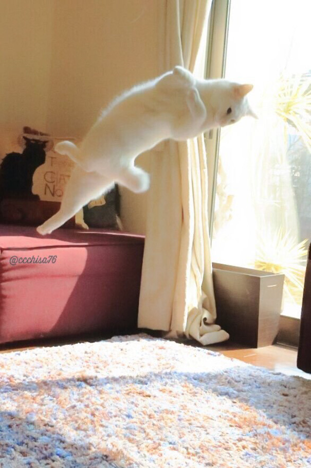 Білий кіт, який танцює балет, поки ніхто не бачить, підірвав мережу  - фото 3
