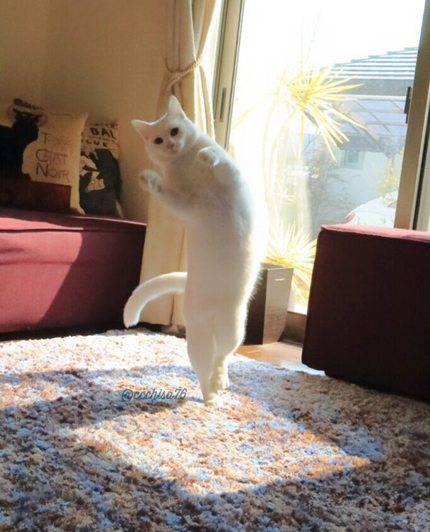 Білий кіт, який танцює балет, поки ніхто не бачить, підірвав мережу  - фото 1
