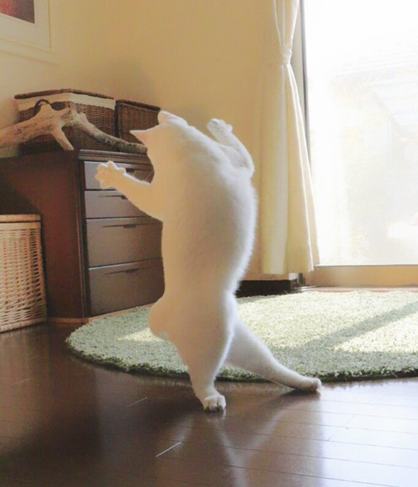 Білий кіт, який танцює балет, поки ніхто не бачить, підірвав мережу  - фото 4