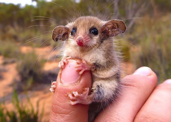 "Мімішні" тварини: дивовижні посуми та опосуми з Австралії - фото 10