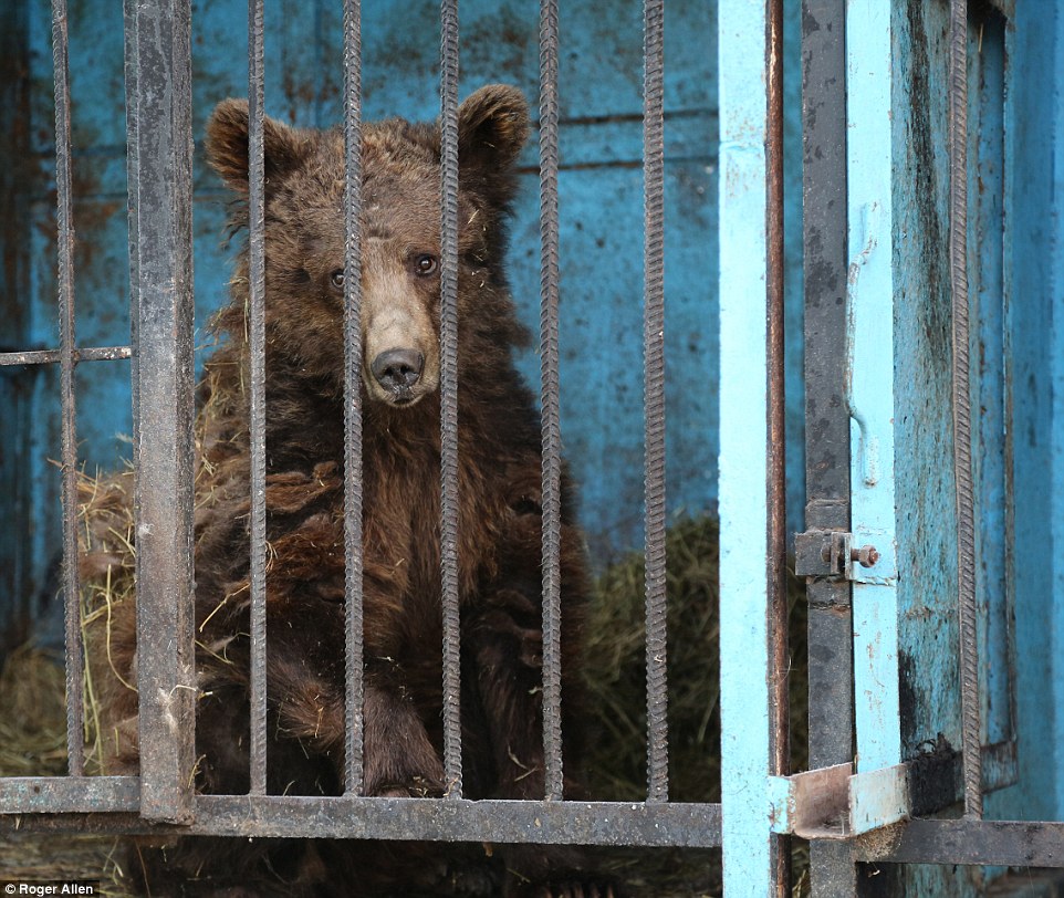 Найсумніший зоопарк: У Гюмрі леви, ведмеді та свинки страждають від голоду - фото 3