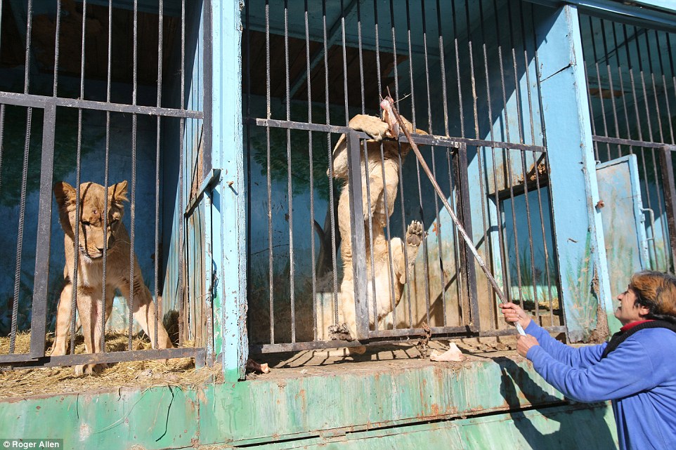 Найсумніший зоопарк: У Гюмрі леви, ведмеді та свинки страждають від голоду - фото 4
