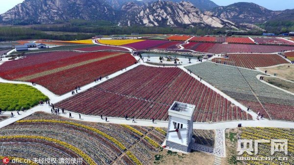 У Китаї розквітли мільйони тюльпанів  - фото 1