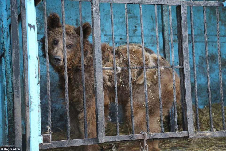 Найсумніший зоопарк: У Гюмрі леви, ведмеді та свинки страждають від голоду - фото 1
