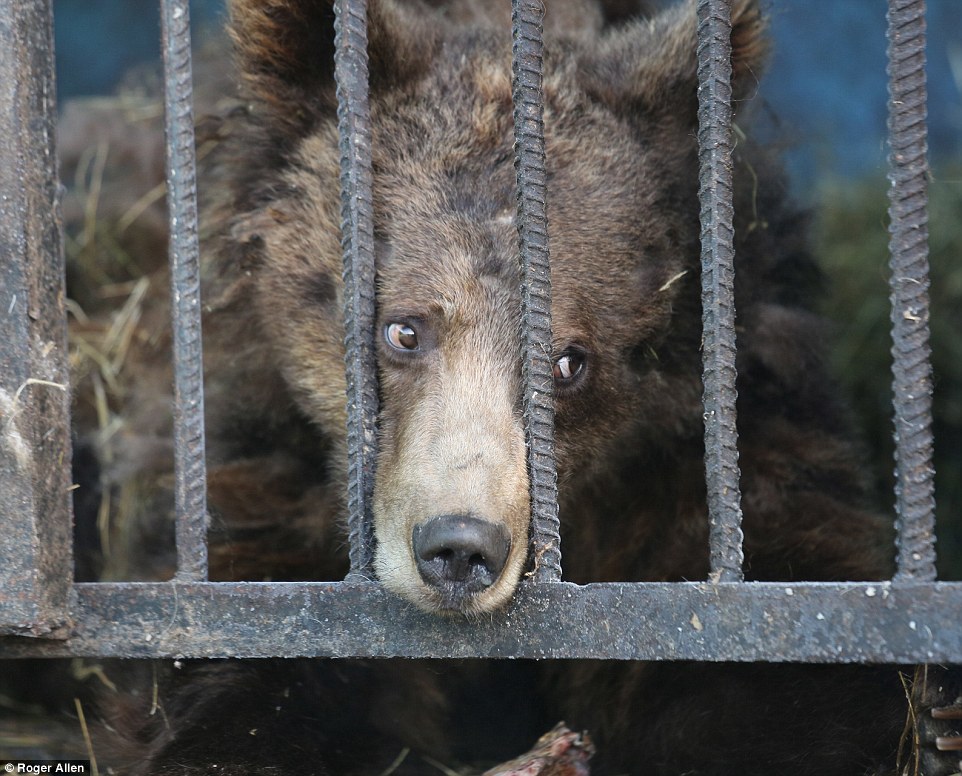 Найсумніший зоопарк: У Гюмрі леви, ведмеді та свинки страждають від голоду - фото 5