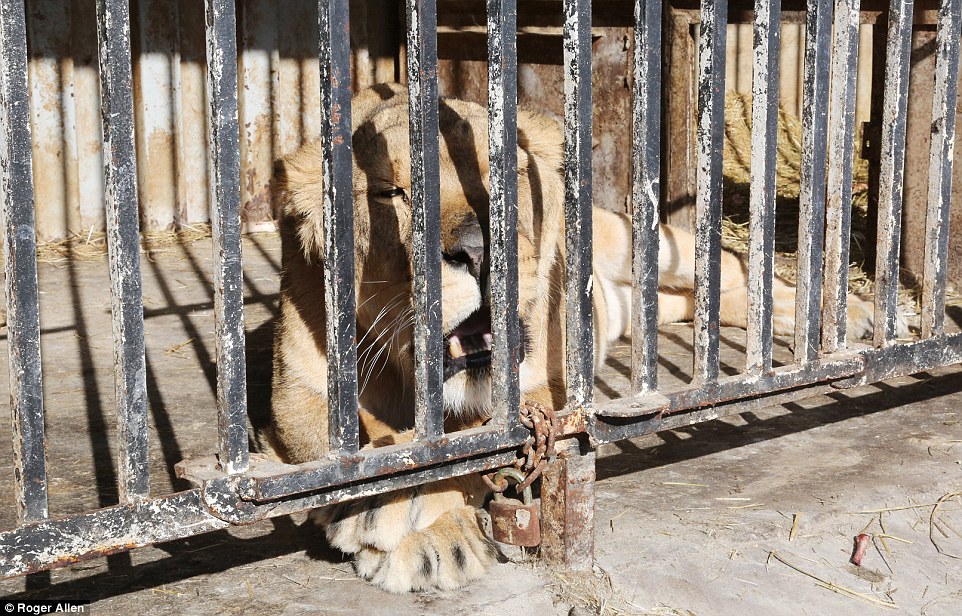 Найсумніший зоопарк: У Гюмрі леви, ведмеді та свинки страждають від голоду - фото 2