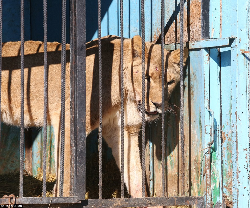 Найсумніший зоопарк: У Гюмрі леви, ведмеді та свинки страждають від голоду - фото 7