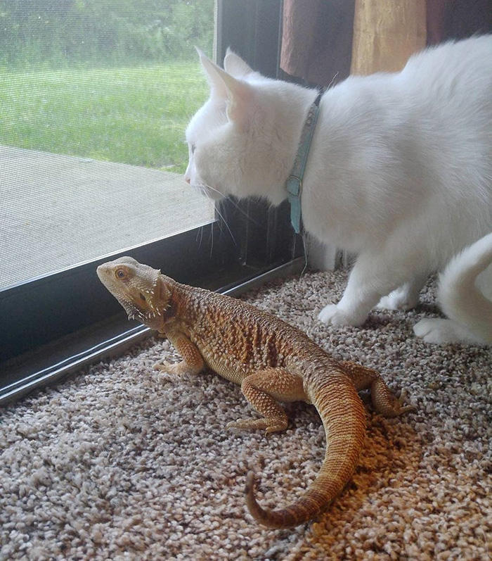 Як кіт і ящірка стали найкращими друзями - фото 4