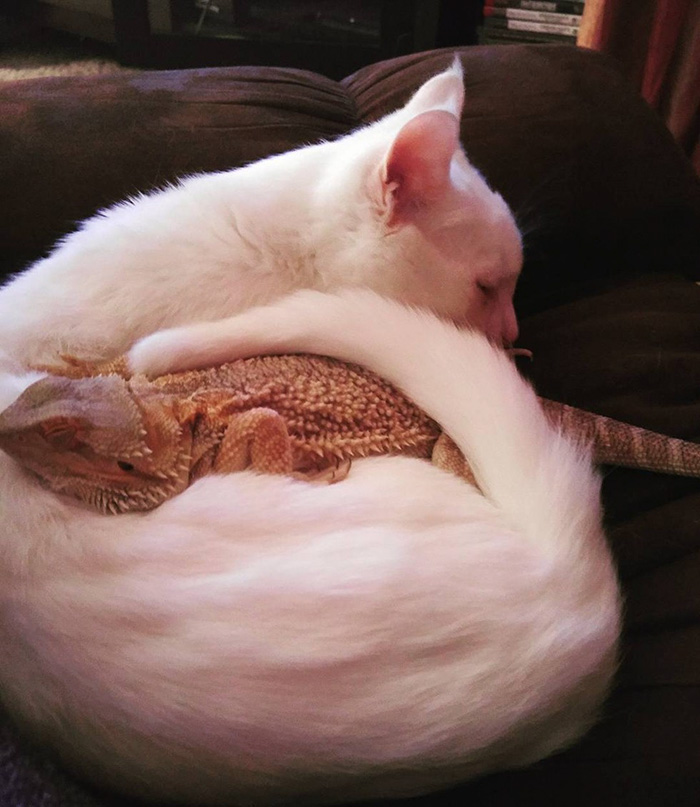 Як кіт і ящірка стали найкращими друзями - фото 2