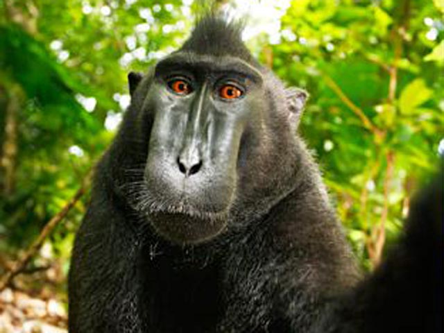 Символи-2016: найвідоміші та найприкольніші мавпи у світі - фото 3