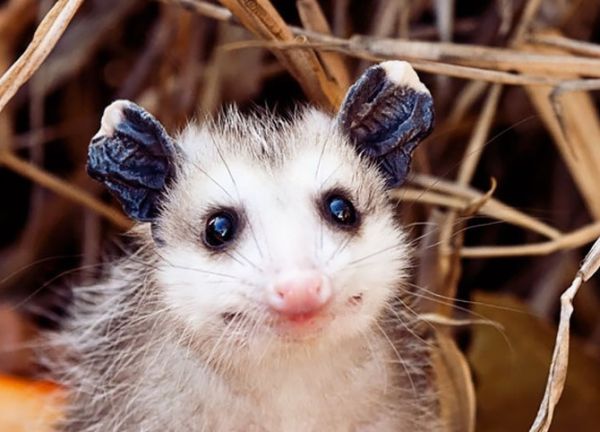 "Мімішні" тварини: дивовижні посуми та опосуми з Австралії - фото 11