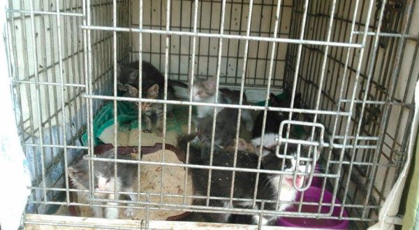Під Києвом знайшли майже сотню замучених кошенят. Більше половини вже померли - фото 7