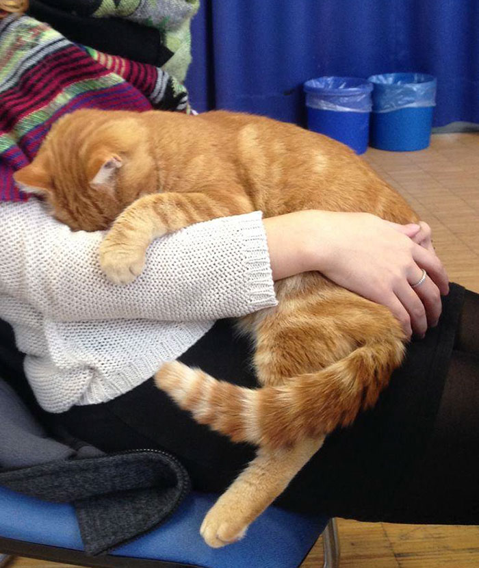 Як кіт допомагає студентам знімати стрес - фото 2
