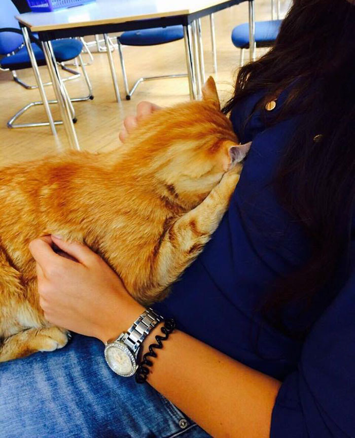 Як кіт допомагає студентам знімати стрес - фото 1