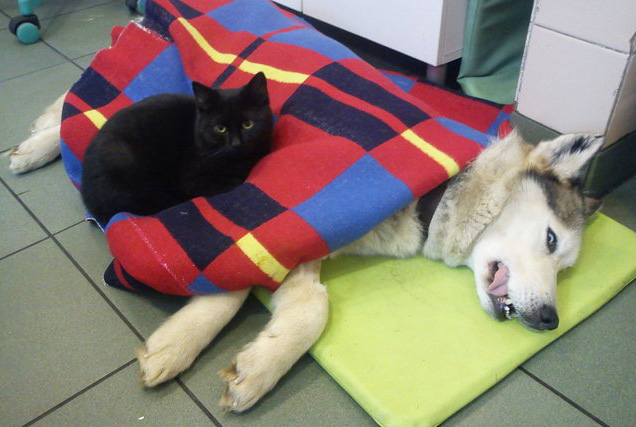Кіт-фельдшер і кіт-музейник: ТОП-5 вусатих, які не сидять, склавши лапи - фото 11