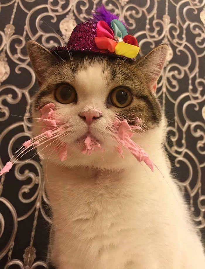 Як милий котик їв іменинний тортик  - фото 1