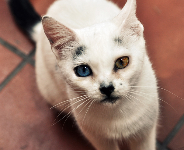 Як виглядають кішки із різнокольоровими очима  - фото 8