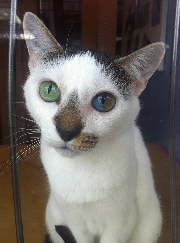 Як виглядають кішки із різнокольоровими очима  - фото 7