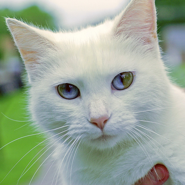 Як виглядають кішки із різнокольоровими очима  - фото 5