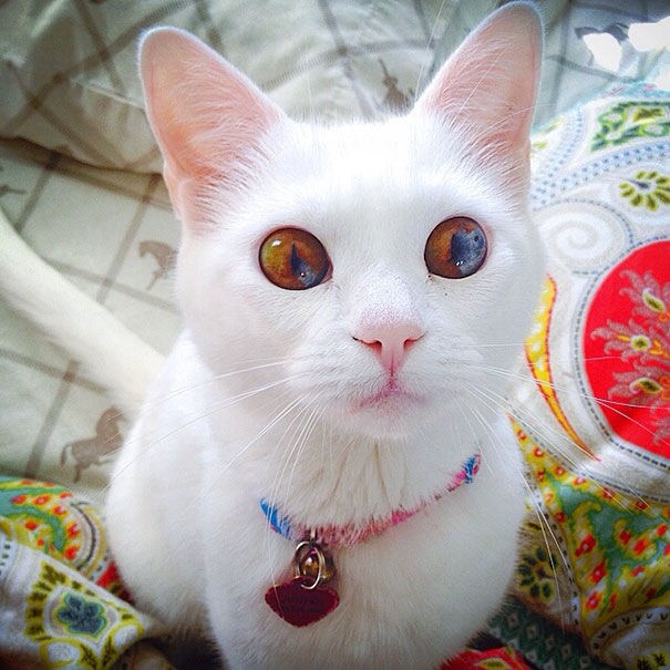 Як виглядають кішки із різнокольоровими очима  - фото 4