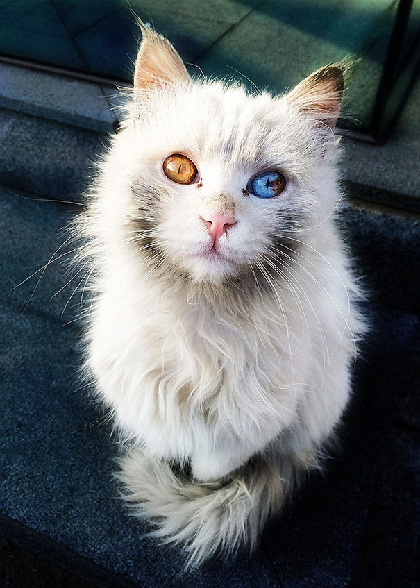 Як виглядають кішки із різнокольоровими очима  - фото 3