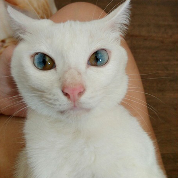 Як виглядають кішки із різнокольоровими очима  - фото 1