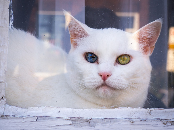 Як виглядають кішки із різнокольоровими очима  - фото 2