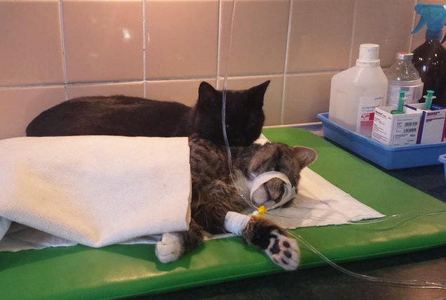 Кіт-фельдшер і кіт-музейник: ТОП-5 вусатих, які не сидять, склавши лапи - фото 8