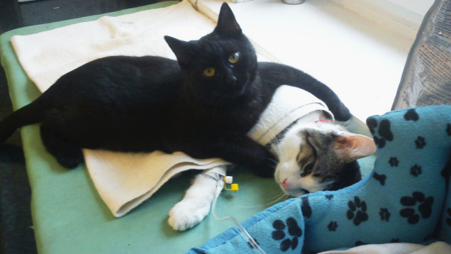 Кіт-фельдшер і кіт-музейник: ТОП-5 вусатих, які не сидять, склавши лапи - фото 9