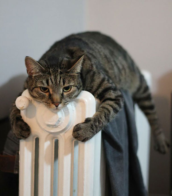 ТОП-10 котів, які обожнюють тепло більш за все  - фото 7