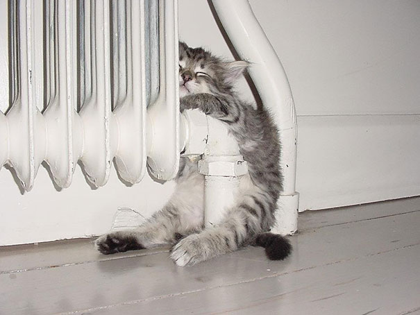 ТОП-10 котів, які обожнюють тепло більш за все  - фото 6