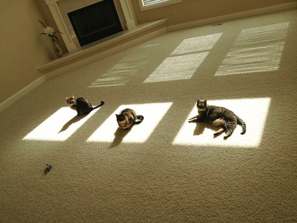 ТОП-10 котів, які обожнюють тепло більш за все  - фото 5